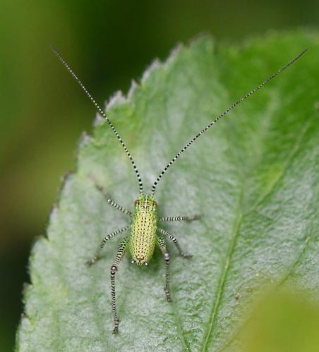 Réf. 281 800 : Leptophyes punctatissima